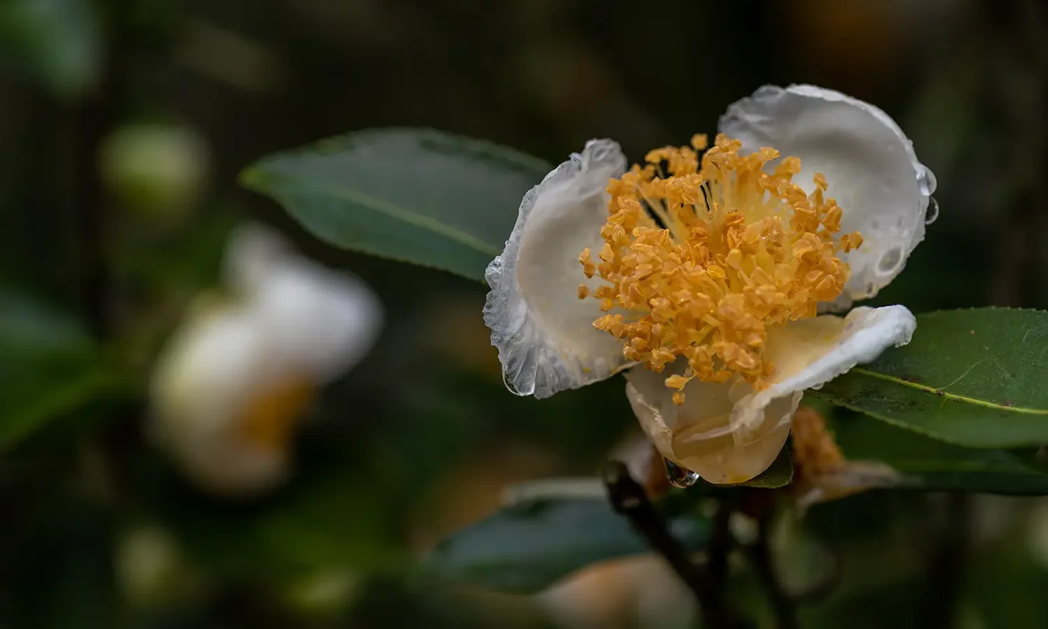 Jeju Camellia PDRN Natural Ingredient SEOLLURE Cosmetics