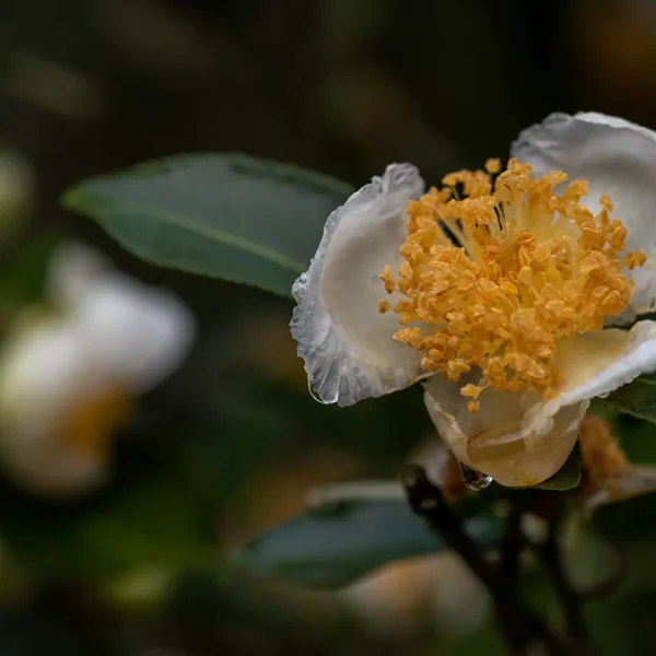 Jeju Camellia PDRN Natural Ingredient SEOLLURE Cosmetics