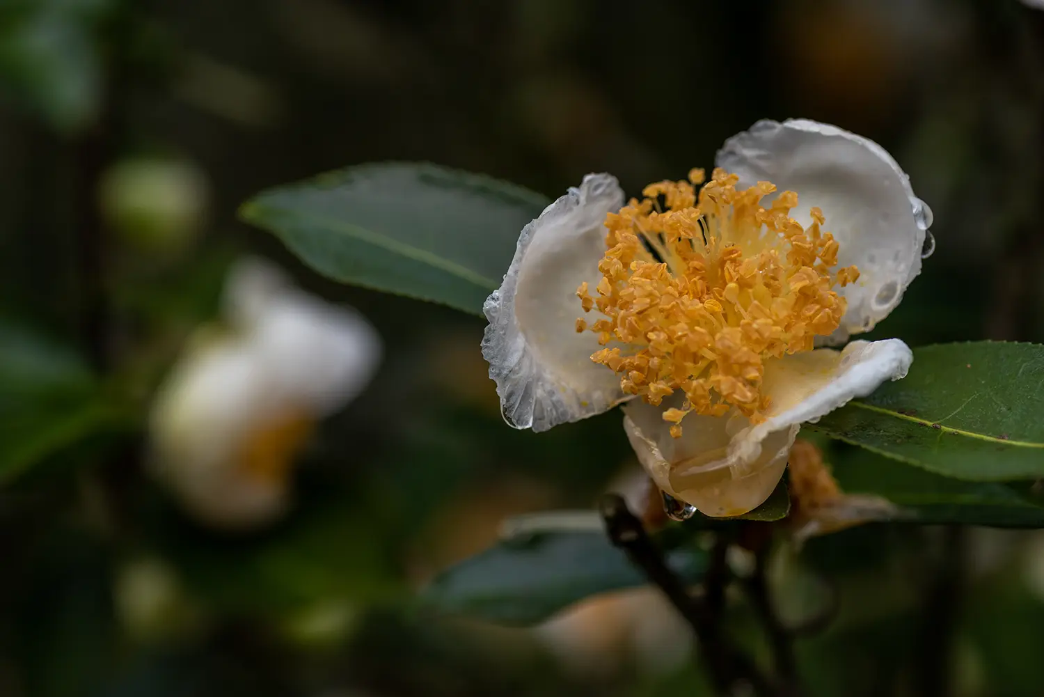 Jeju Camellia PDRN Natural Ingredient SEOLLURE Cosmetics