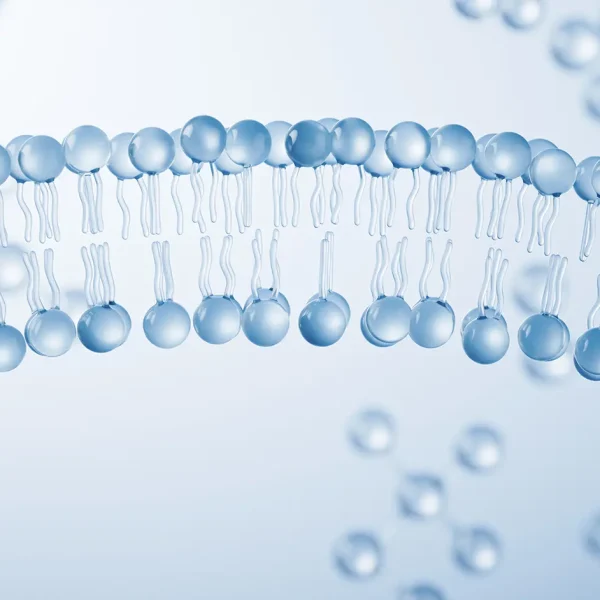 Nicotinamide Mononucleotide